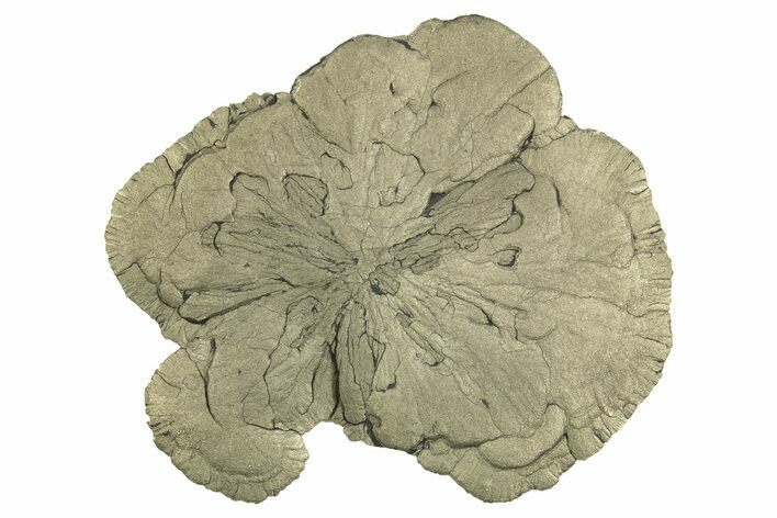 Large, Pyrite Sun - Sparta, Illinois #315834